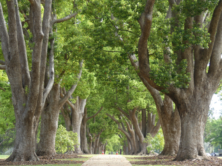 Camphor Laurel Tree.